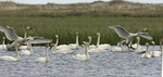 ����� ������ (Cygnus bewickii) �������� ������